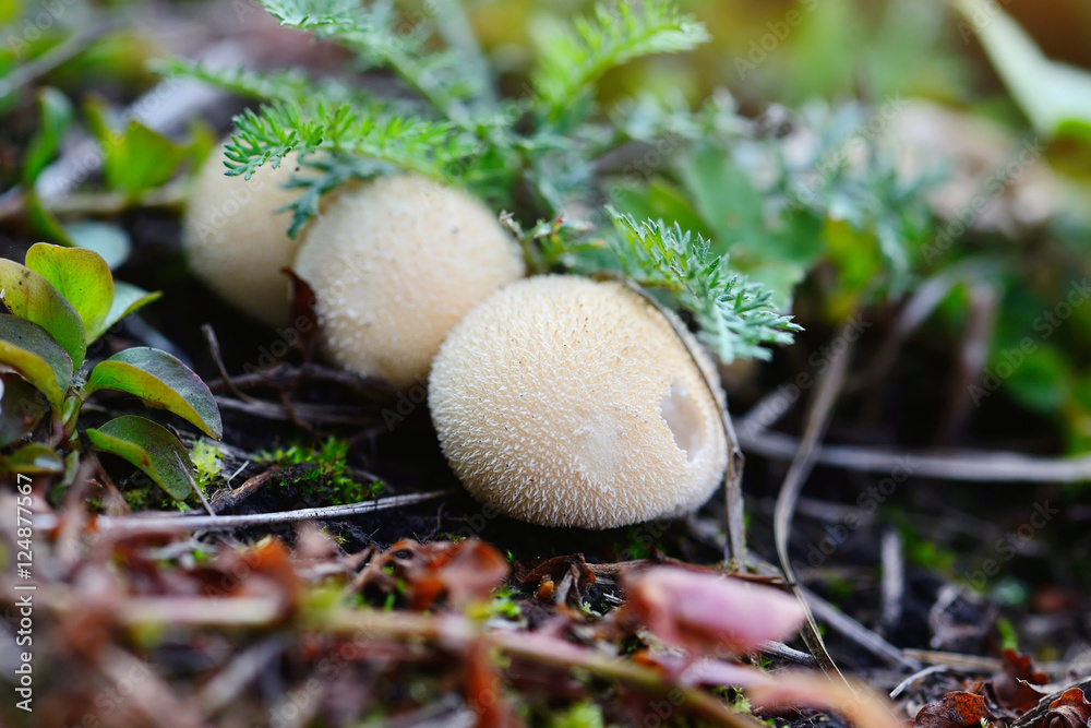 Young puffballs mushroom in the autumn forest close-up view Young puffballs mushroom in the autumn forest close-up view