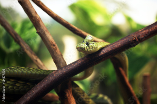 Fotografie green mamba