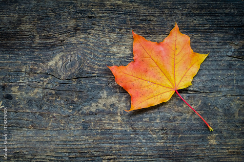 Autumn background with fall leaf