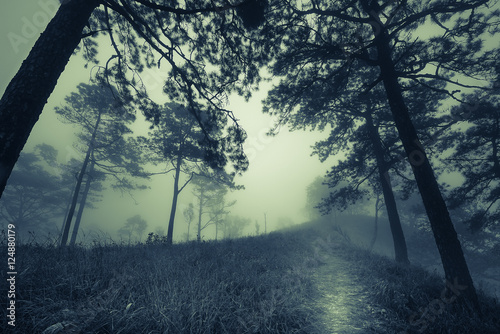 dark misty forest path in fog, Halloween concept