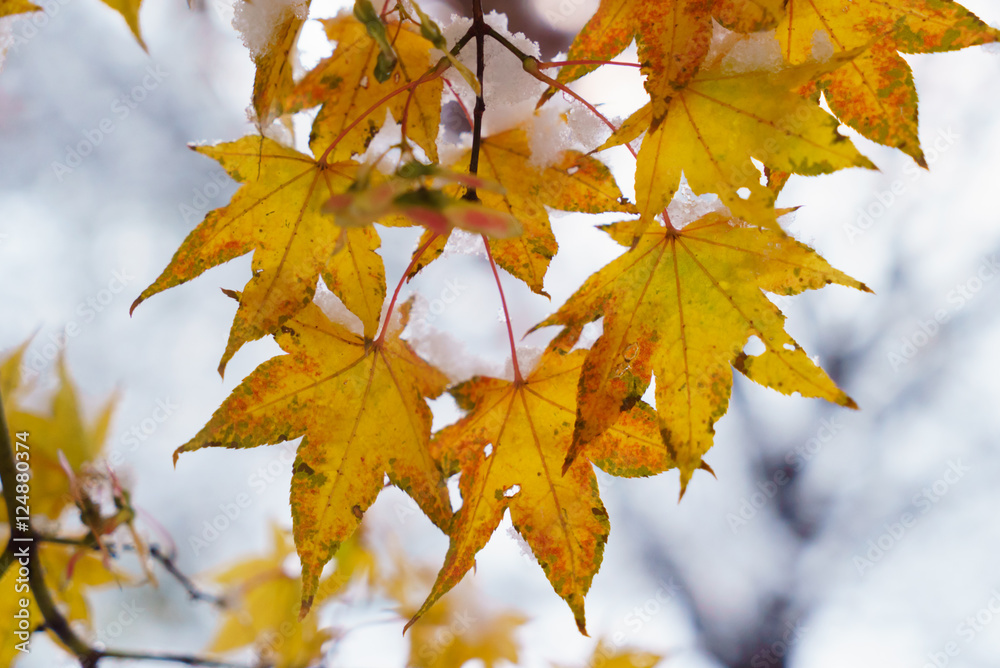 Yellow fall maple tree covered in snow