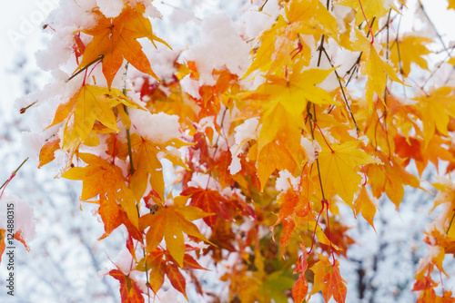 red and yellow fall maple tree covered in snow   hokkaido japan