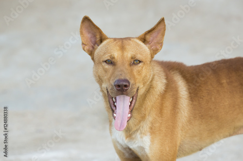 street dog with long tongue look like he might be talking with you
