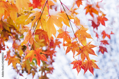 red and yellow fall maple tree covered in snow   hokkaido japan