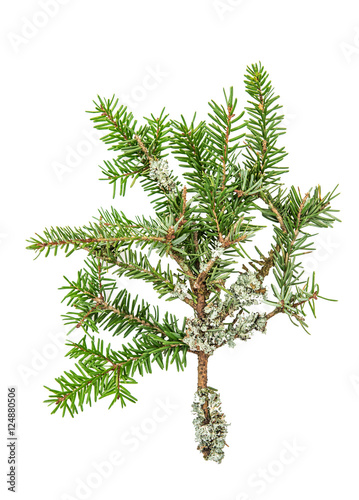 Pine sprig. Fresh green fir. Christmas tree branches © LiliGraphie