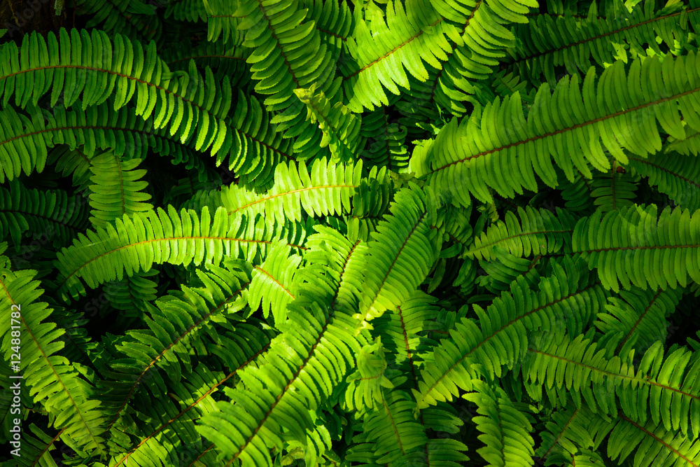 great green bush of fern with light and dark tone