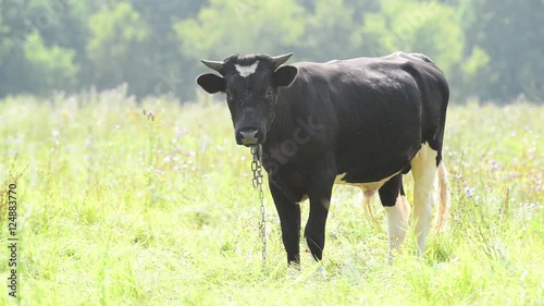 Black bull grazing in pasture photo