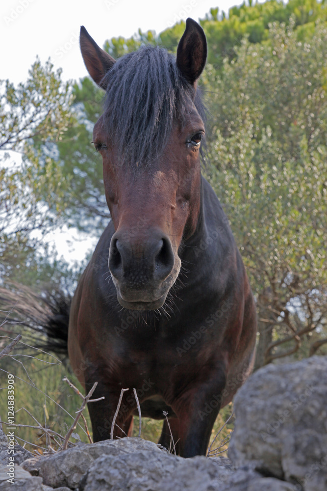 Fototapeta premium brown horse