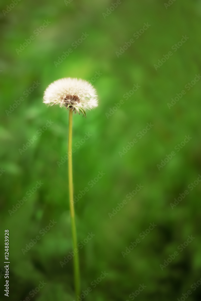 Dandelion across a fresh green background. Dandelion seeds. Flower in field. Vertical photography. Copy space, empty space. Dandelion across a fresh green background. Dandelion seeds. Flower in field. Vertical photography. Copy space, empty space.