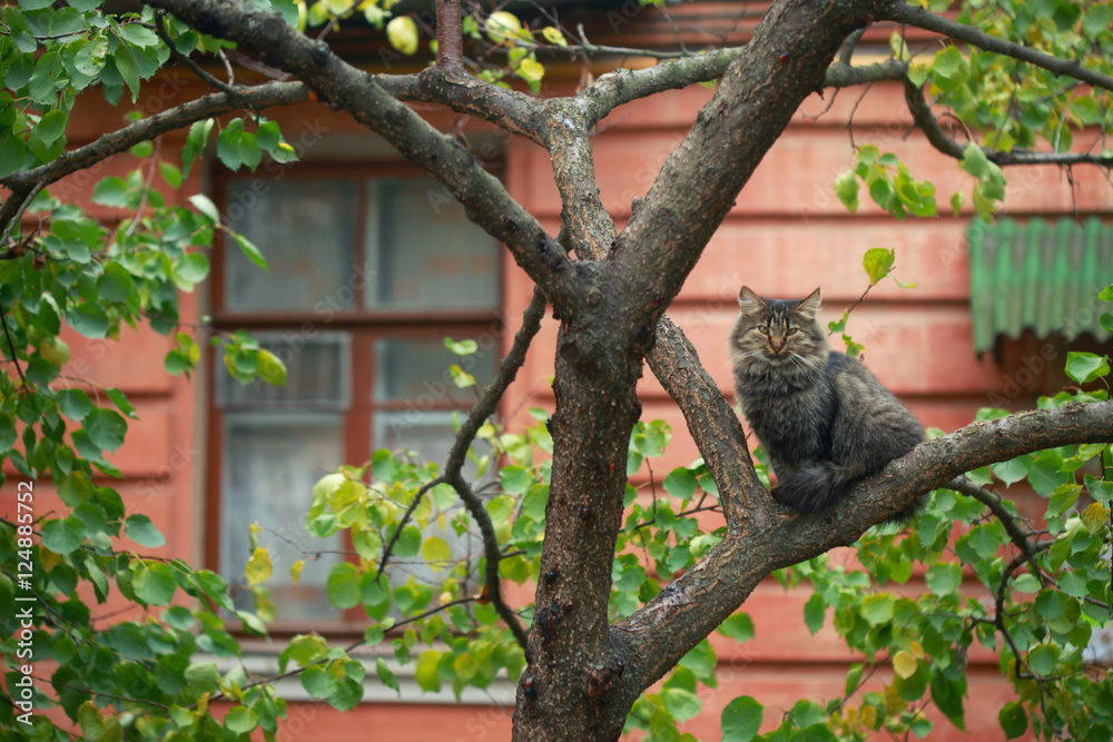 Obraz premium striped cat on tree