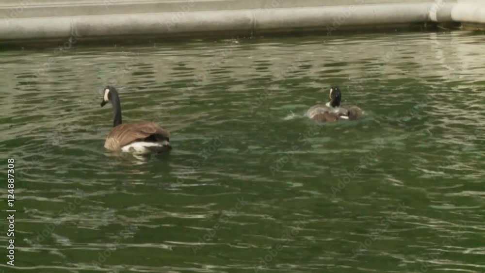 Pair of Geese in water Pair of Geese in water