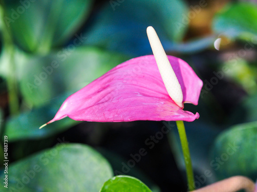 Fototapeta Naklejka Na Ścianę i Meble -  Pink anthurium in a green garden.
