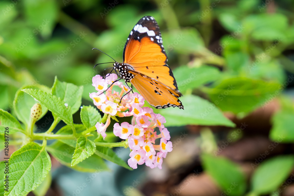 Obraz premium Orange black pattern butterfly on bunch