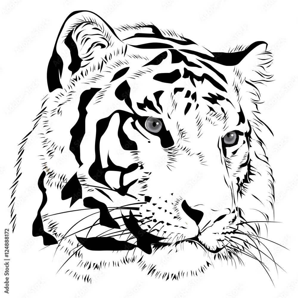 Sketch  Tiger Head 6 by starlightmemory on DeviantArt