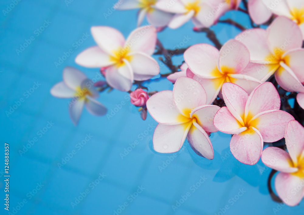 Naklejka premium Frangipani flower decorated on the pool
