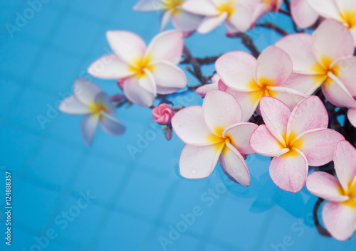 Frangipani flower decorated on the pool © Joelee Creative