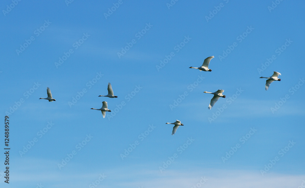 Obraz premium Flock of birds in the sky.