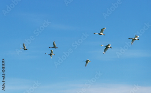 Flock of birds in the sky. © Ludmila Smite