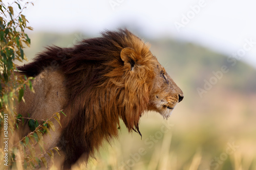 Close up of big Lion Morani, one of the four Musketeers, in Masai Mara, Kenya photo