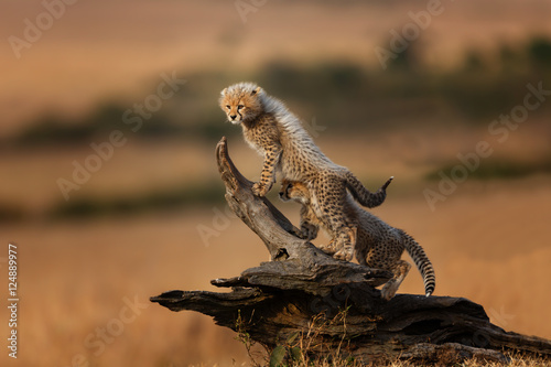 Cheetah Malaikas cubs playing on a dry tree in Masai Mara  Kenya