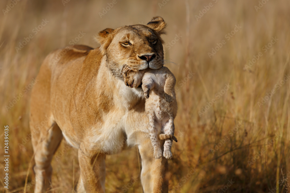 Fototapeta premium Lion mother carrying her baby in a new hiding place in Masai Mara, Kenya