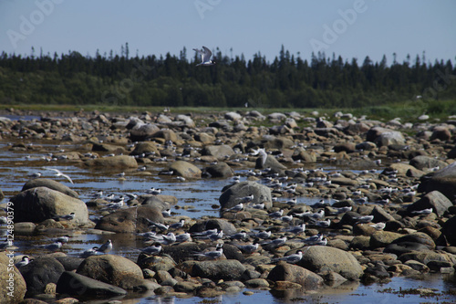 Flock of birds on the rocks