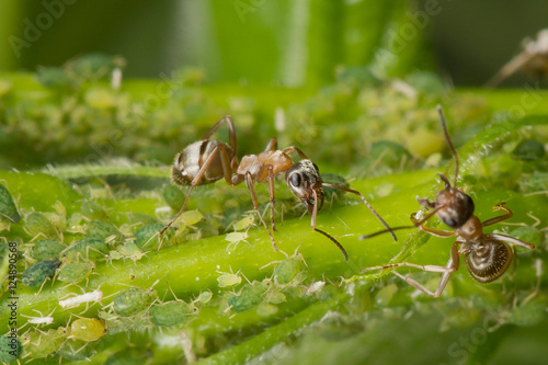 The symbiosis of ants and aphids. Ant tending his flock photo