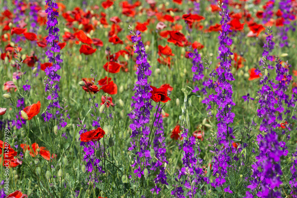 Wildflowers: poppies (lat. Papaver) and delphinium (lat. Delph?nium) Wildflowers: poppies (lat. Papaver) and delphinium (lat. Delph?nium)
