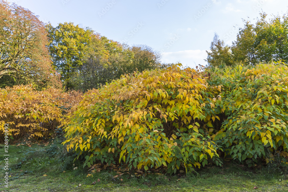 Fototapeta premium Knoops-Park im Herbstkleid in Bremen