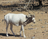 An Addax nasomaculatus, the White, or Screwhorn, Antelope