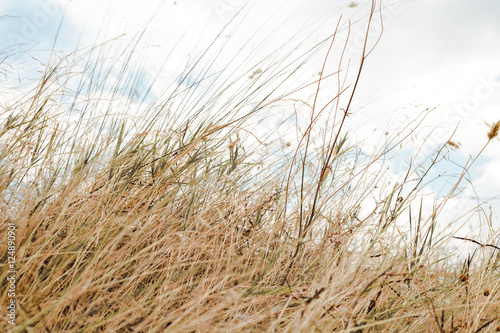 Fototapeta Naklejka Na Ścianę i Meble -  Walking through golden meadow grass 