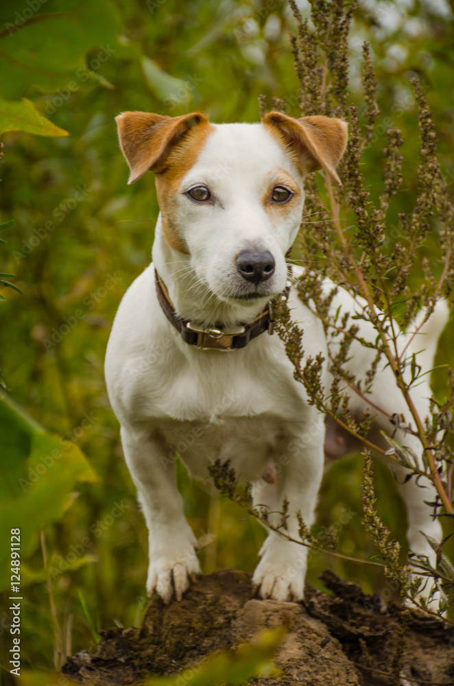 собака в листья осенних