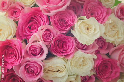 background of pink and white fresh rose flowers close up  retro toned