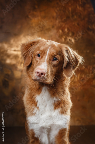 Dog Nova Scotia Duck Tolling Retriever portrait on a studio