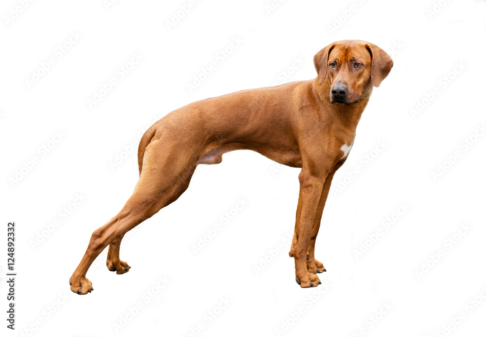 Rhodesian ridgeback on white.  The Rhodesian ridgeback is on white background.