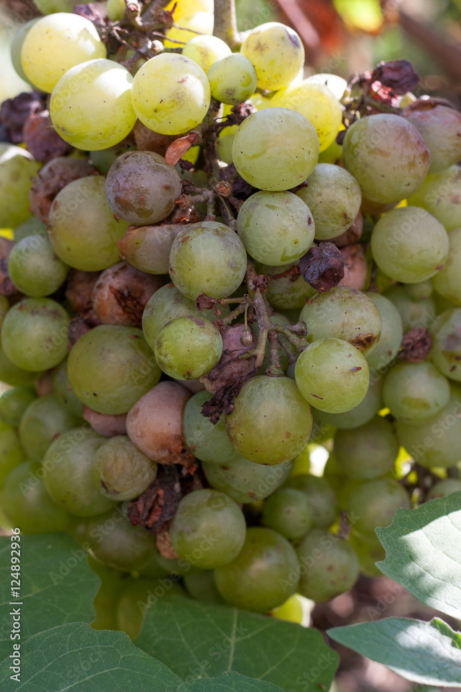 bunch of overripe rotting white grape closeup bunch of overripe rotting white grape closeup