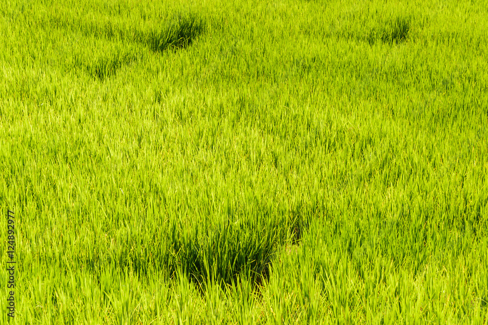 Green Terraced Rice Field in Chiangmai, Thailand Green Terraced Rice Field in Chiangmai, Thailand