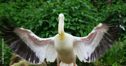 A pelican flaps its wings to dry in a fantastic place in slow motion