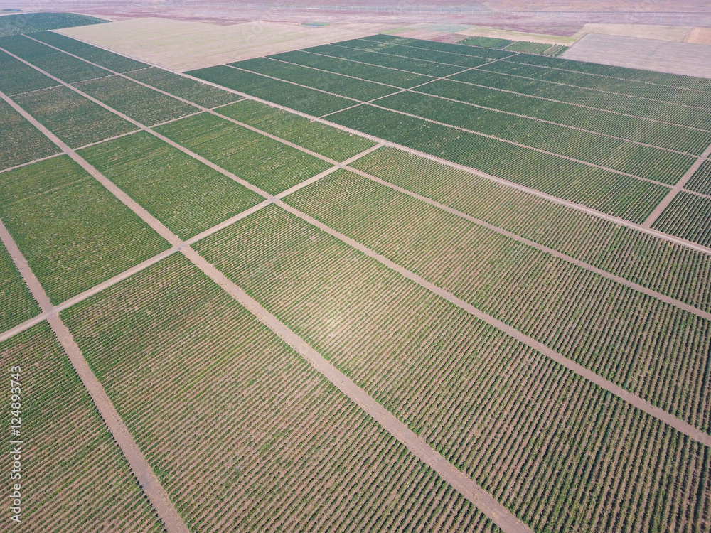 Grape orchards bird's-eye view. Vine rows. Top view of the garden