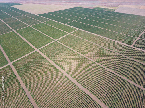 Grape orchards bird's-eye view. Vine rows. Top view of the garden photo