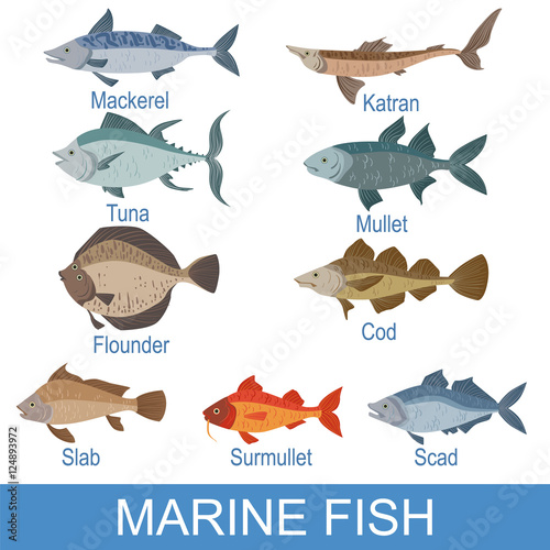Marine Fish Identification Slate With Names