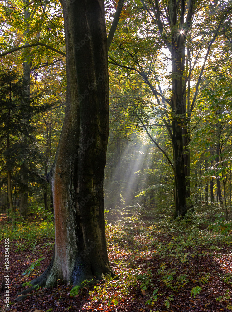 Fototapeta premium Wald