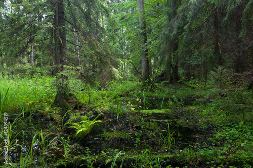 Rich riparian mixed stand of Bialowieza Forest