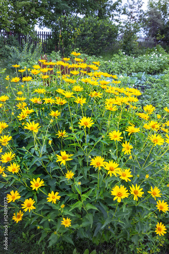 Sunflower tuber (lat. Helianthus tuberosus). Flowering plant