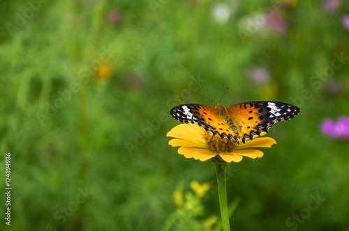 The butterfly and flower closeup with green background