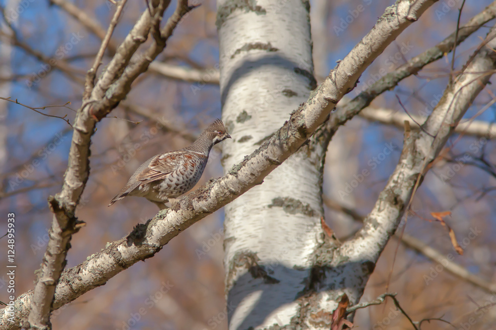 beautiful hazel grouse sitting on a tree beautiful hazel grouse sitting on a tree