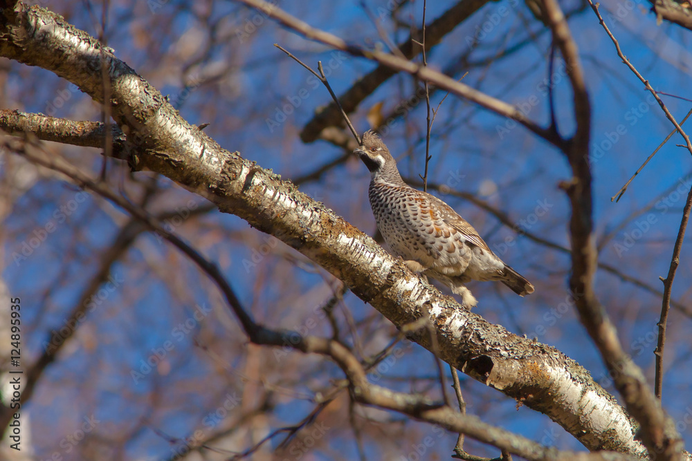 beautiful hazel grouse sitting on a tree beautiful hazel grouse sitting on a tree