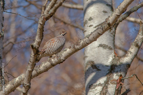 beautiful hazel grouse sitting on a tree