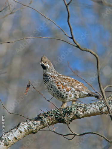 Wallpaper Mural beautiful hazel grouse sitting on a tree Torontodigital.ca