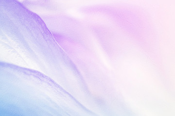sweet color flower petals in soft color and blur style for background

